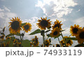 向日葵のおはよう 74933119