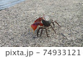 ちょっとさんぽするさわがに 74933121