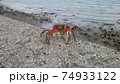 よちよち歩きの蟹 74933122