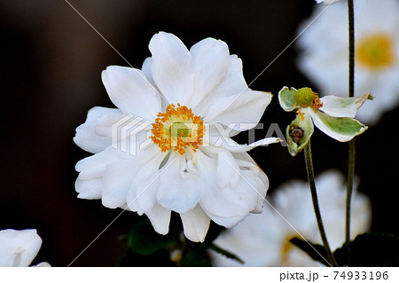 三鷹中原に咲く白いシュウメイギクの花 74933196