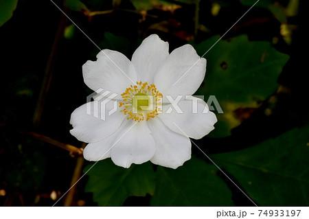 三鷹中原に咲く白いシュウメイギクの花 74933197