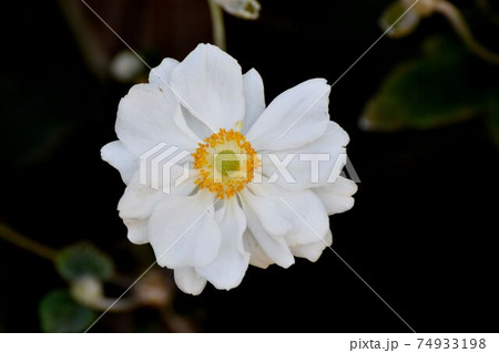 三鷹中原に咲く白いシュウメイギクの花 74933198