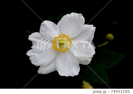 三鷹中原に咲く白いシュウメイギクの花 74933200