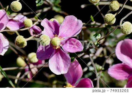 三鷹中原に咲くピンクのシュウメイギクの花 74933203