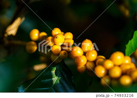 yellow catimor Coffee beans ripening on tree in North of thailand 74933216