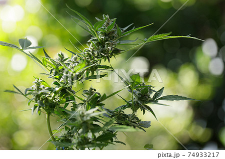 marijuana leaves cannabis plants a beautiful background 74933217