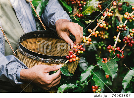 arabica coffee berries with agriculturist handsRobusta and arabica coffee berries 74933307