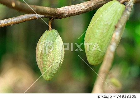 Cacao Tree (Theobroma cacao). Organic cocoa fruit pods in nature. 74933309