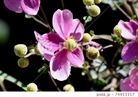 三鷹中原に咲くピンクのシュウメイギクの花 三鷹中原に咲くピンクのシュウメイギクの花 74933317