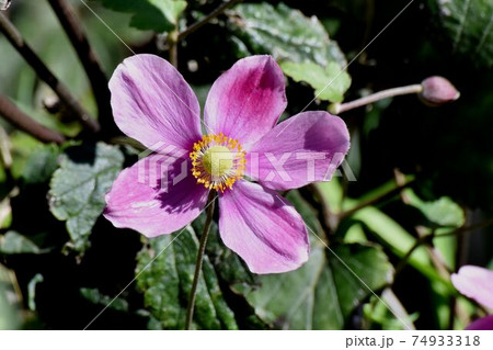 三鷹中原に咲くピンクのシュウメイギクの花 74933318