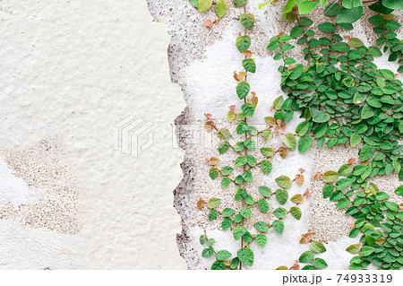 Green Creeper Plant on white wall 74933319