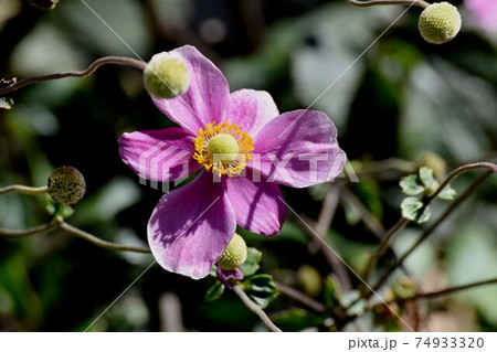 三鷹中原に咲くピンクのシュウメイギクの花 三鷹中原に咲くピンクのシュウメイギクの花 74933320