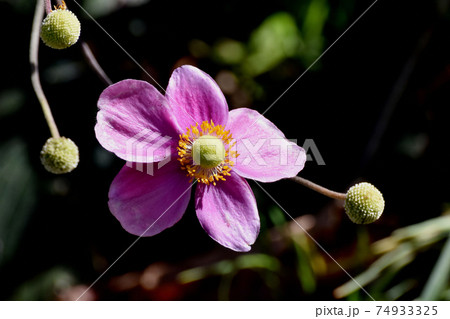 三鷹中原に咲くピンクのシュウメイギクの花 三鷹中原に咲くピンクのシュウメイギクの花 74933325