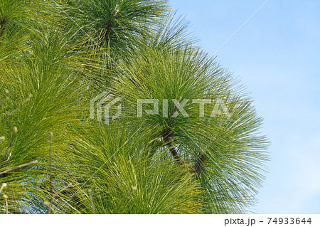 ダイオウショウ（大王松）の葉 マツ属では最も長いの写真素材