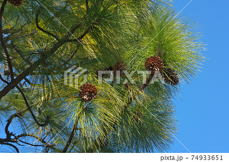 ダイオウショウ（大王松）の巨大松かさとマツ属最長の針葉の写真素材