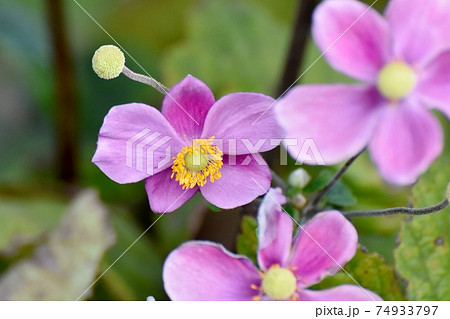 三鷹中原に咲くピンクのシュウメイギクの花 74933797