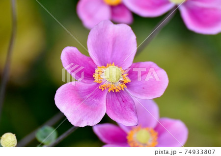 三鷹中原に咲くピンクのシュウメイギクの花 74933807