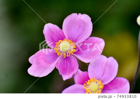 三鷹中原に咲くピンクのシュウメイギクの花 74933810