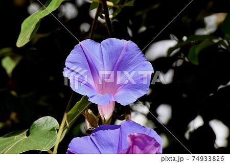 三鷹中原に咲く赤紫色のアサガオの花 74933826