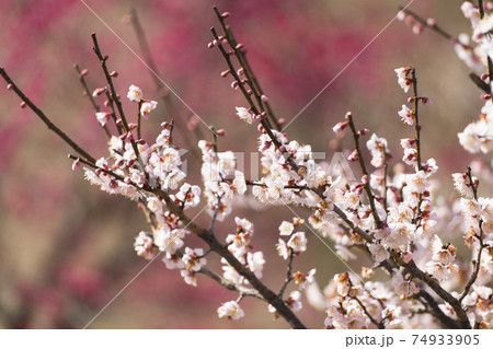 色違いの梅の花　コラボレーション　佐布里池　梅まつり　2021 74933905