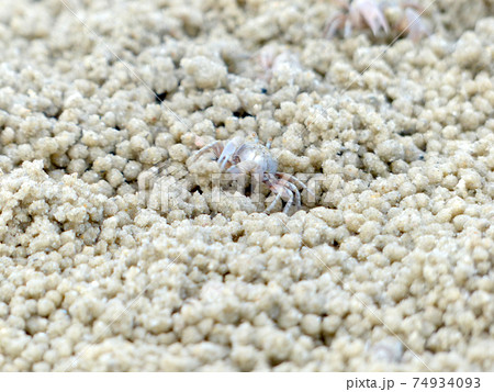 Tiny Ghost Crabs digging holes in the sand Tiny Ghost Crabs digging holes in the sand 74934093