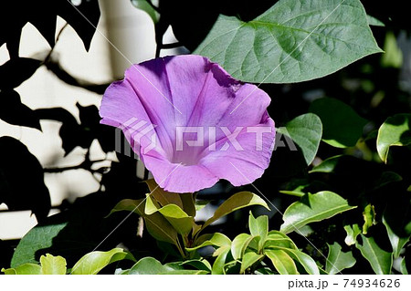 三鷹中原に咲く紫色のアサガオの花 74934626