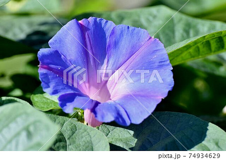 三鷹中原に咲く紫色のアサガオの花 74934629
