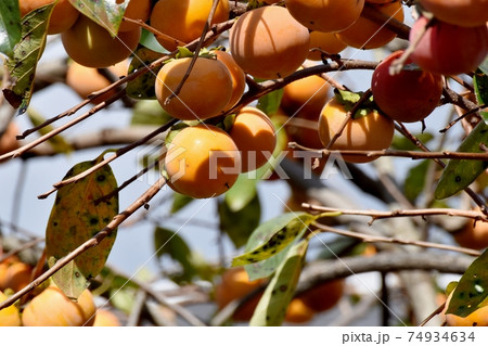 三鷹中原になるカキの実 74934634