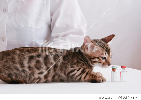 The cat is on the table in front of the veterinarian. The animal sniffs the empty vials of the drug. Vaccination against coronavirus. The concept of prevention. Treatment of animals. The cat is on the table in front of the veterinarian. The animal sniffs the empty vials of the drug. Vaccination against coronavirus. The concept of prevention. Treatment of animals. 74934737