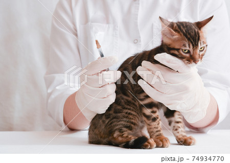 Veterinarian wearing medical gloves inspecting the cat before administration of the drug. Vaccination against coronavirus. The concept of preventing a pandemic. Veterinarian wearing medical gloves inspecting the cat before administration of the drug. Vaccination against coronavirus. The concept of preventing a pandemic. 74934770
