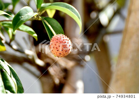 三鷹中原になる未完熟のヤマボウシの実 74934801