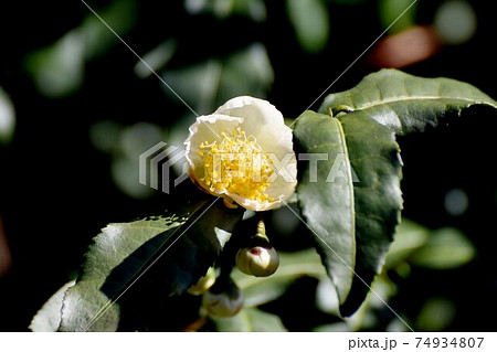 三鷹中原に咲く白いチャノキの花 74934807