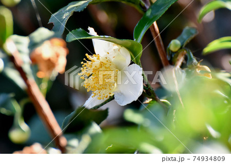 三鷹中原に咲く白いチャノキの花 74934809
