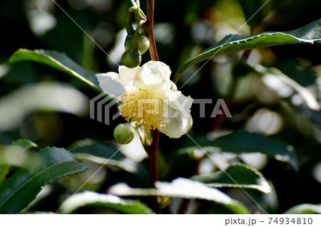 三鷹中原に咲く白いチャノキの花 三鷹中原に咲く白いチャノキの花 74934810