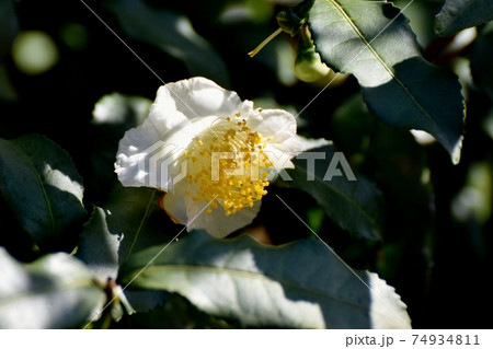 三鷹中原に咲く白いチャノキの花 三鷹中原に咲く白いチャノキの花 74934811