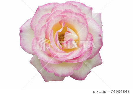ピンク色の薔薇の花が白色の背景の前にあります。 ピンク色の薔薇の花が白色の背景の前にあります。 74934848