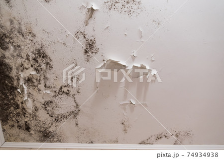 Black mold and mildew spots on the ceiling or wall due to poor air ventilation and high humidity. Harm to health. Black mold and mildew spots on the ceiling or wall due to poor air ventilation and high humidity. Harm to health. 74934938