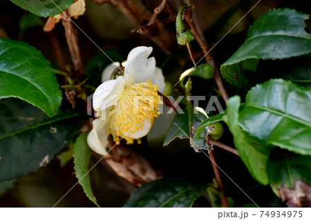 三鷹中原に咲く白いチャノキの花 三鷹中原に咲く白いチャノキの花 74934975