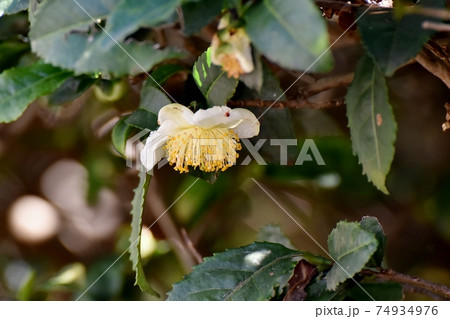 三鷹中原に咲く白いチャノキの花 74934976