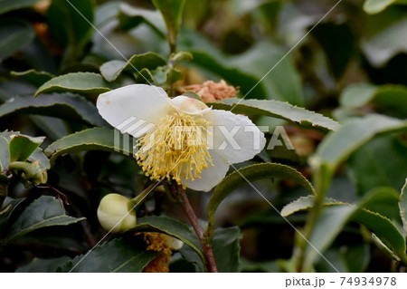 三鷹中原に咲く白いチャノキの花 74934978