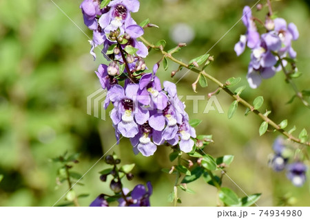 三鷹中原に咲く淡い紫色のアンゲロニアの花 三鷹中原に咲く淡い紫色のアンゲロニアの花 74934980