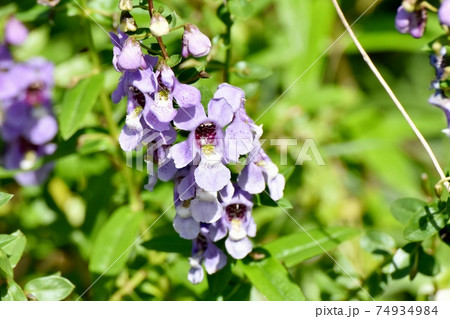 三鷹中原に咲く淡い紫色のアンゲロニアの花 三鷹中原に咲く淡い紫色のアンゲロニアの花 74934984