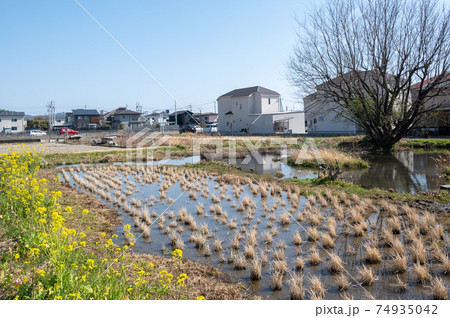小田原市 野生の生き物保護区 小田原市 野生の生き物保護区 74935042