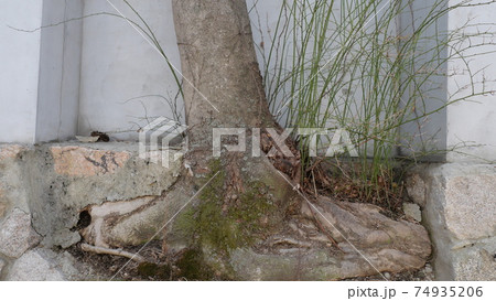 ソウル 彰義門 階段 74935206