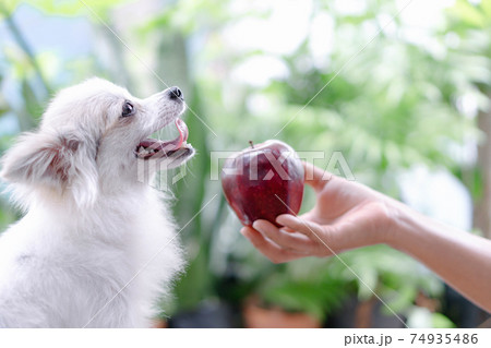 Closeup cute pomeranian dog looking at red apple in hand with happy moment, selective focus 74935486