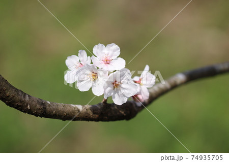 枝の途中から咲く桜 74935705