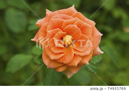 薔薇園にオレンジ色の薔薇の花が咲いています このバラの名前はブラスバンドです の写真素材