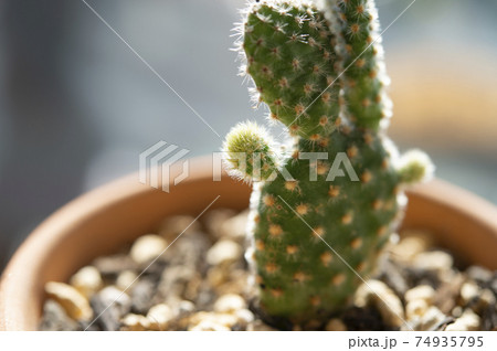 オプンチア（ロバの耳） 74935795