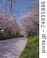 絶景 桜 花筏 cherry blossom 日本の桜 船橋 海老川 千葉  春 74935886