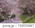 絶景 桜 花筏 cherry blossom 日本の桜 船橋 海老川 千葉  春 74935887